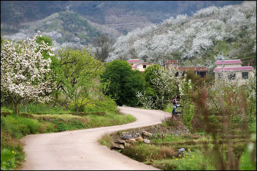 【春天，广西桂林灌阳县向您发出邀请！】我们在灌阳看梨花 - 游山玩水 - 三门峡生活社区 - 三门峡28生活网 smx.28life.com
