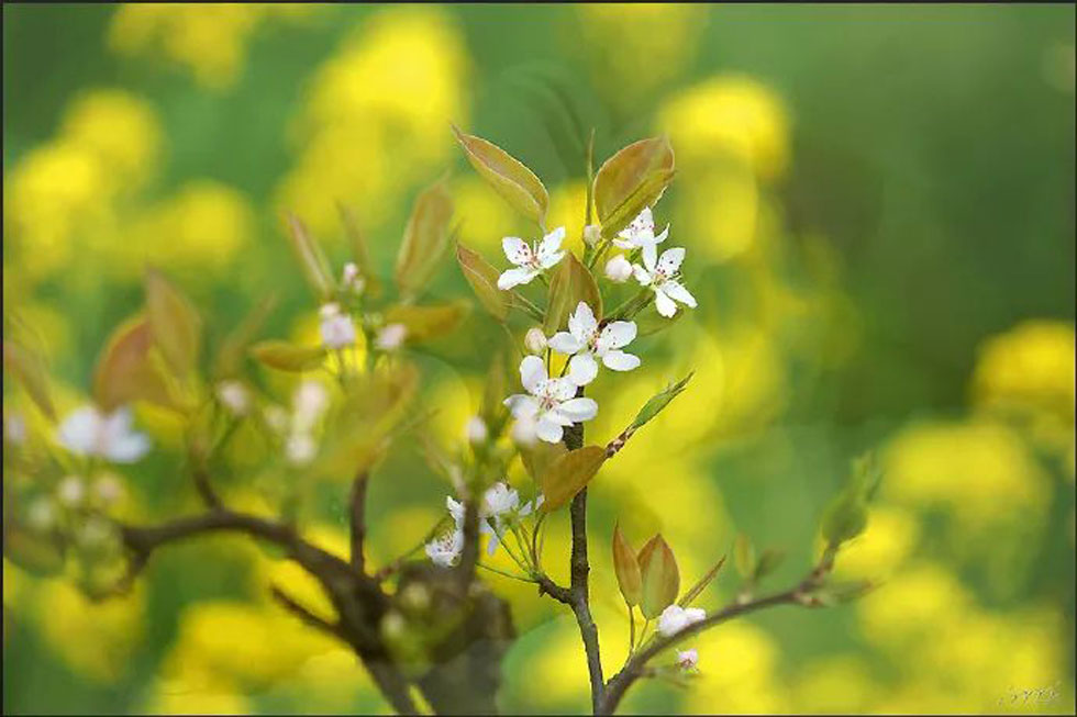 【春天，广西桂林灌阳县向您发出邀请！】我们在灌阳看梨花 - 游山玩水 - 三门峡生活社区 - 三门峡28生活网 smx.28life.com