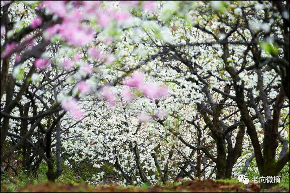 【春天，广西桂林灌阳县向您发出邀请！】我们在灌阳看梨花 - 游山玩水 - 三门峡生活社区 - 三门峡28生活网 smx.28life.com
