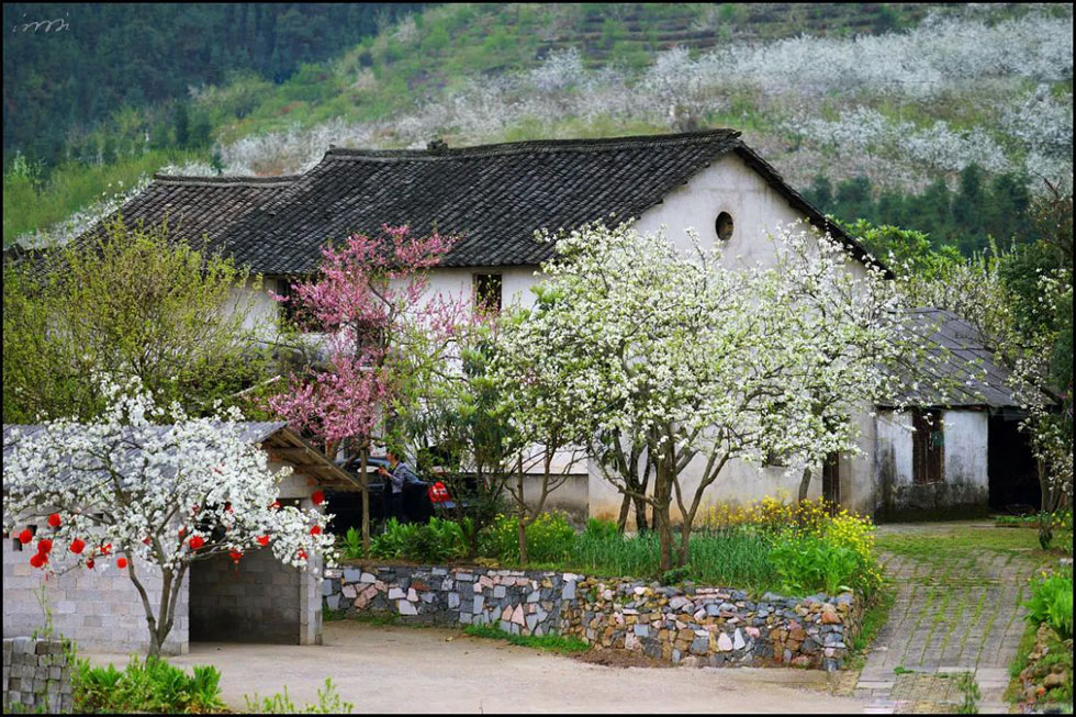 【春天，广西桂林灌阳县向您发出邀请！】我们在灌阳看梨花 - 游山玩水 - 三门峡生活社区 - 三门峡28生活网 smx.28life.com