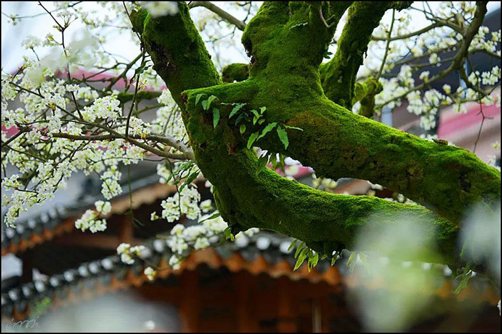 【春天，广西桂林灌阳县向您发出邀请！】我们在灌阳看梨花 - 游山玩水 - 三门峡生活社区 - 三门峡28生活网 smx.28life.com