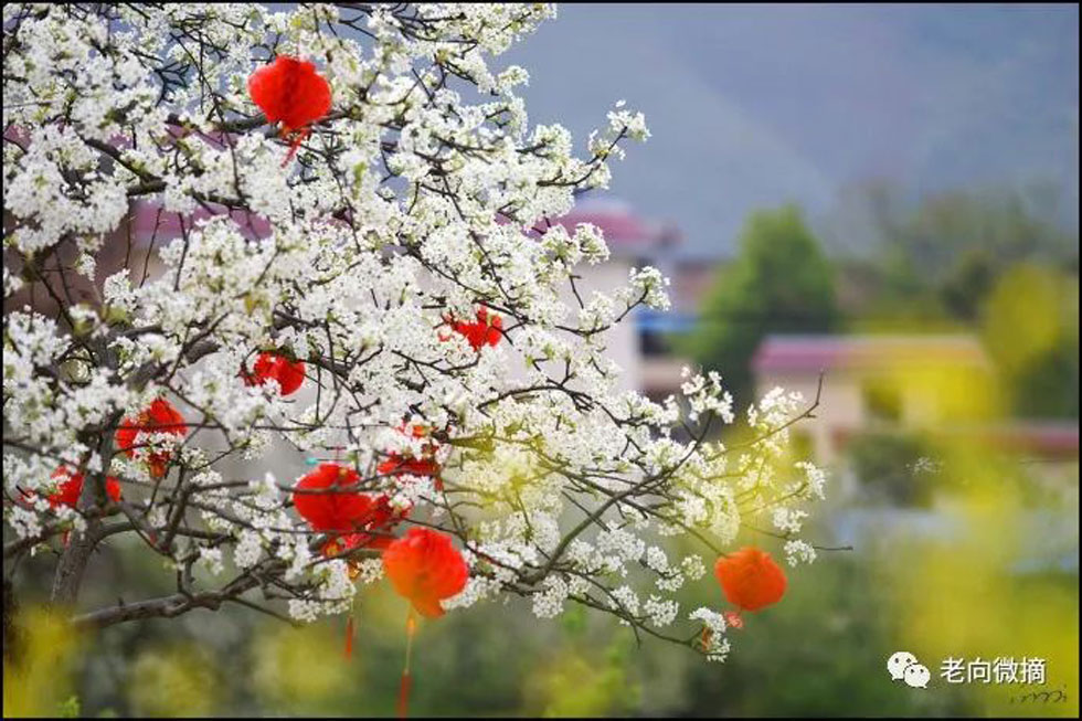 【春天，广西桂林灌阳县向您发出邀请！】我们在灌阳看梨花 - 游山玩水 - 三门峡生活社区 - 三门峡28生活网 smx.28life.com