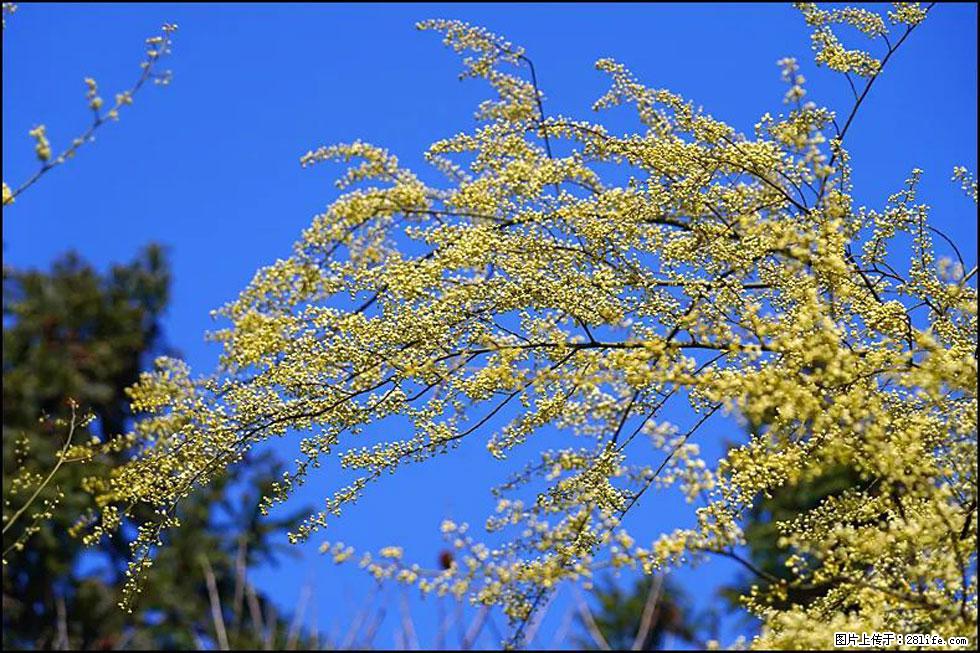 【春天，广西桂林灌阳县向您发出邀请！】米珠山前有片山苍子花在飘香 - 游山玩水 - 三门峡生活社区 - 三门峡28生活网 smx.28life.com