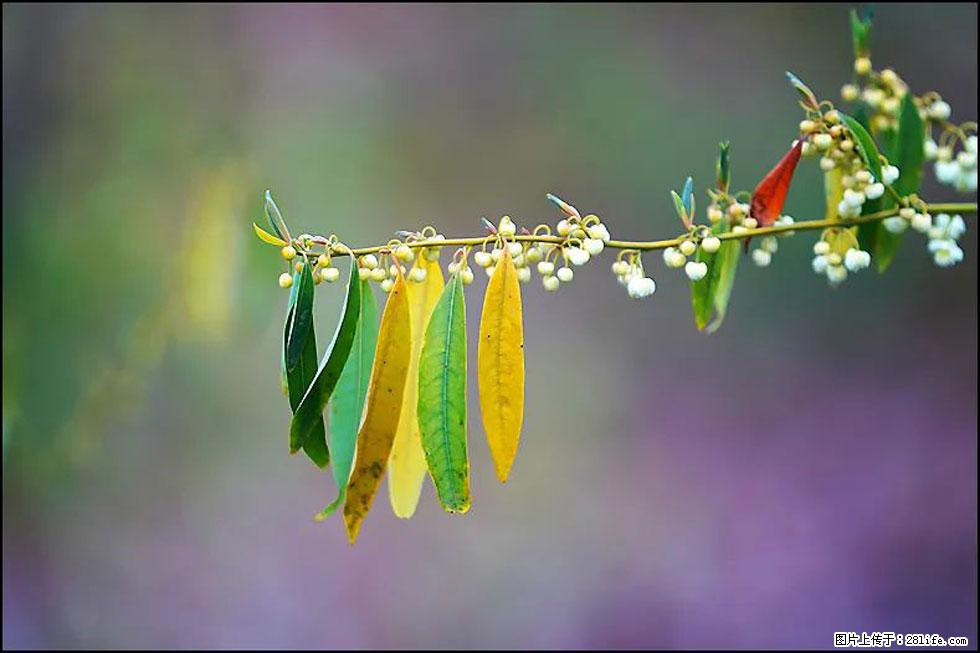 【春天，广西桂林灌阳县向您发出邀请！】米珠山前有片山苍子花在飘香 - 游山玩水 - 三门峡生活社区 - 三门峡28生活网 smx.28life.com