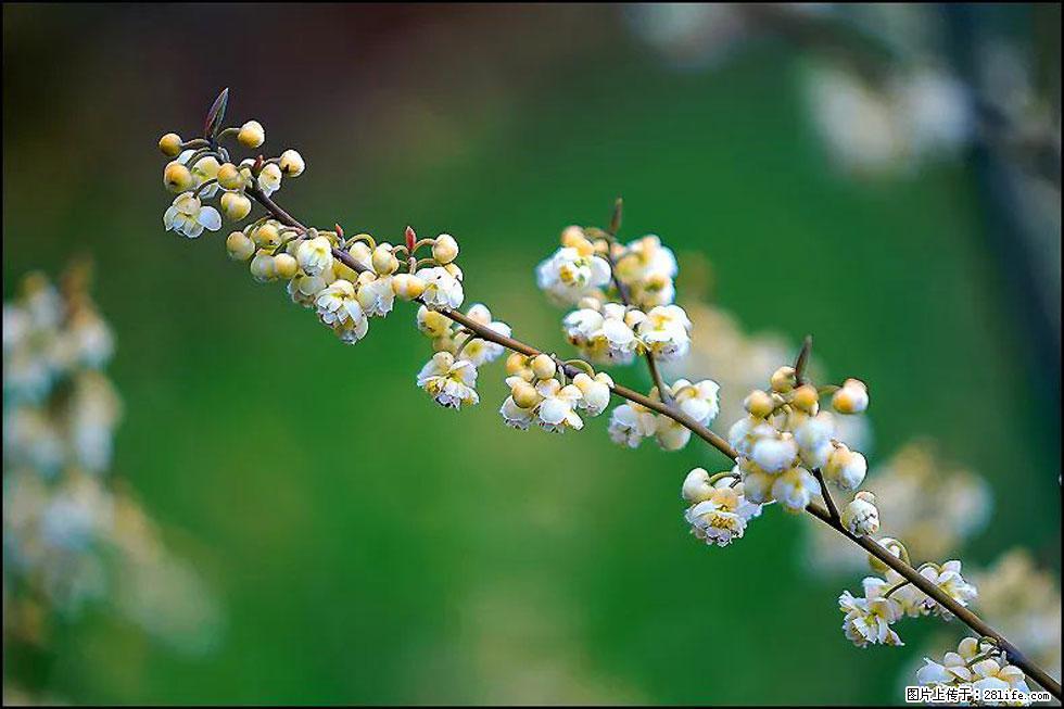 【春天，广西桂林灌阳县向您发出邀请！】米珠山前有片山苍子花在飘香 - 游山玩水 - 三门峡生活社区 - 三门峡28生活网 smx.28life.com