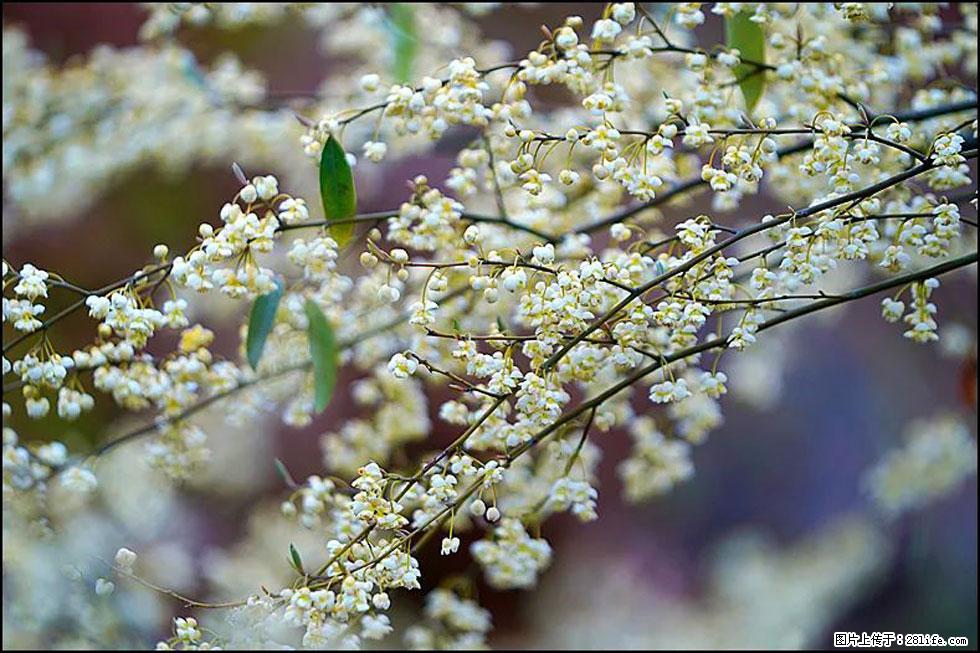 【春天，广西桂林灌阳县向您发出邀请！】米珠山前有片山苍子花在飘香 - 游山玩水 - 三门峡生活社区 - 三门峡28生活网 smx.28life.com