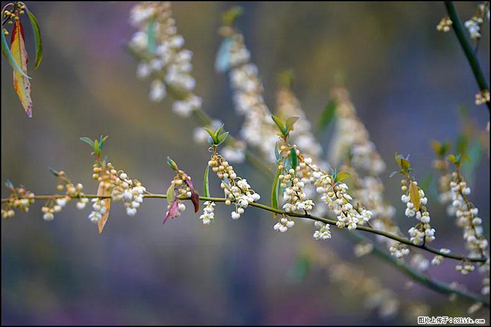 【春天，广西桂林灌阳县向您发出邀请！】米珠山前有片山苍子花在飘香 - 游山玩水 - 三门峡生活社区 - 三门峡28生活网 smx.28life.com