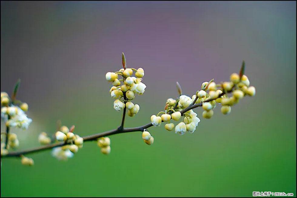 【春天，广西桂林灌阳县向您发出邀请！】米珠山前有片山苍子花在飘香 - 游山玩水 - 三门峡生活社区 - 三门峡28生活网 smx.28life.com