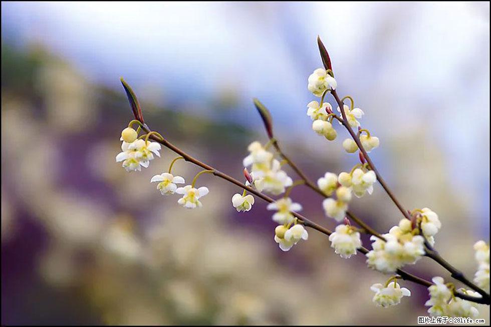 【春天，广西桂林灌阳县向您发出邀请！】米珠山前有片山苍子花在飘香 - 游山玩水 - 三门峡生活社区 - 三门峡28生活网 smx.28life.com