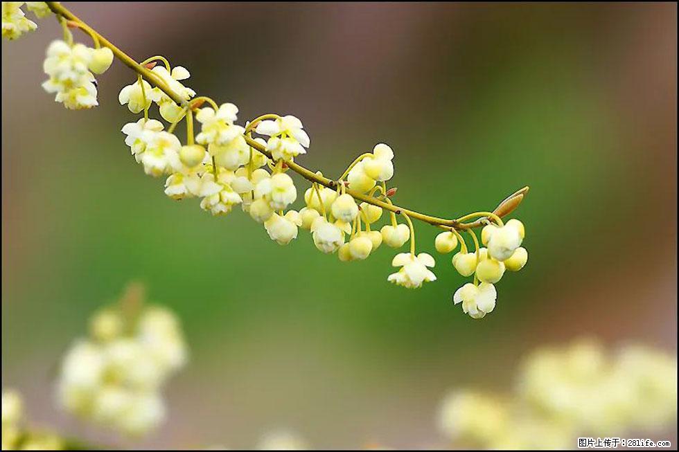 【春天，广西桂林灌阳县向您发出邀请！】米珠山前有片山苍子花在飘香 - 游山玩水 - 三门峡生活社区 - 三门峡28生活网 smx.28life.com