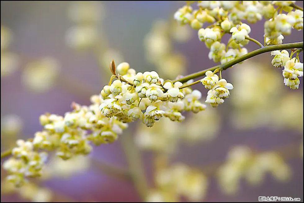 【春天，广西桂林灌阳县向您发出邀请！】米珠山前有片山苍子花在飘香 - 游山玩水 - 三门峡生活社区 - 三门峡28生活网 smx.28life.com