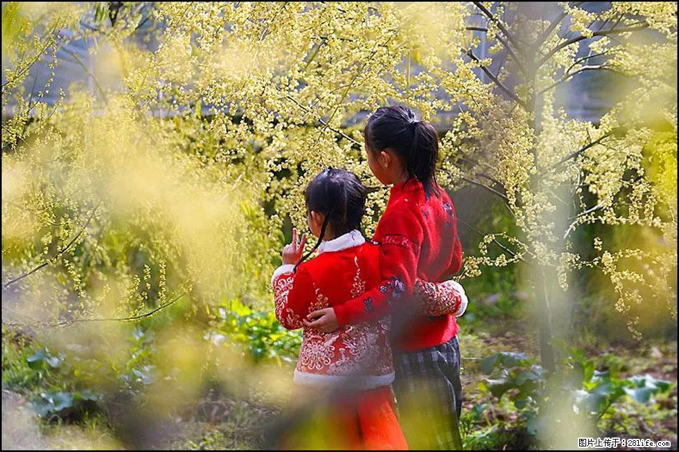 【春天，广西桂林灌阳县向您发出邀请！】米珠山前有片山苍子花在飘香 - 游山玩水 - 三门峡生活社区 - 三门峡28生活网 smx.28life.com