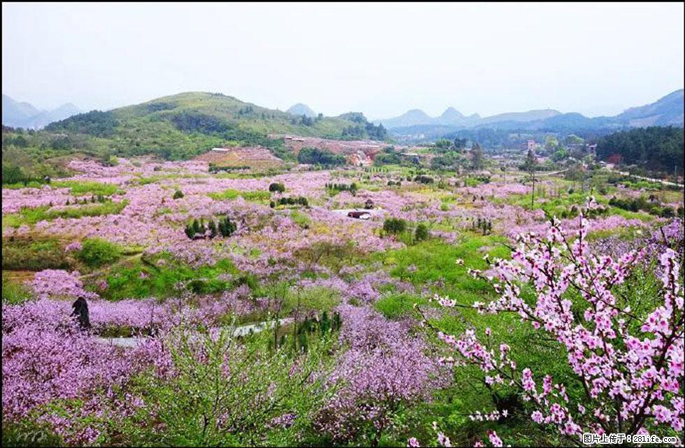 【春天，广西桂林灌阳县向您发出邀请！】官庄村有个醉美的桃花园 - 游山玩水 - 三门峡生活社区 - 三门峡28生活网 smx.28life.com