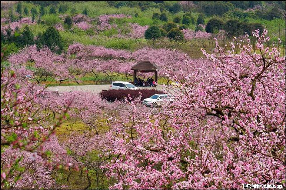 【春天，广西桂林灌阳县向您发出邀请！】官庄村有个醉美的桃花园 - 游山玩水 - 三门峡生活社区 - 三门峡28生活网 smx.28life.com