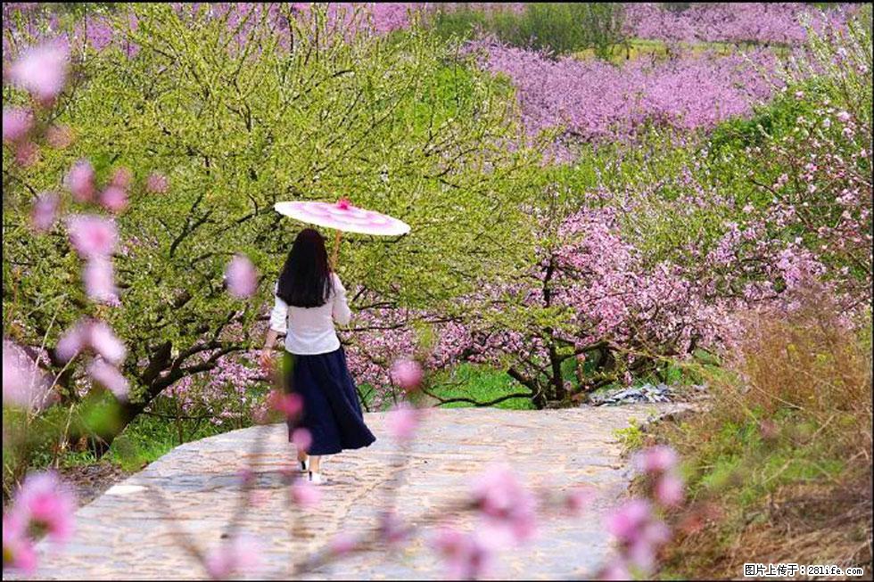 【春天，广西桂林灌阳县向您发出邀请！】官庄村有个醉美的桃花园 - 游山玩水 - 三门峡生活社区 - 三门峡28生活网 smx.28life.com