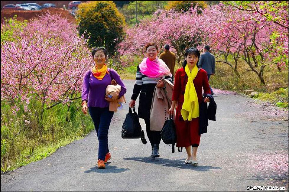 【春天，广西桂林灌阳县向您发出邀请！】官庄村有个醉美的桃花园 - 游山玩水 - 三门峡生活社区 - 三门峡28生活网 smx.28life.com