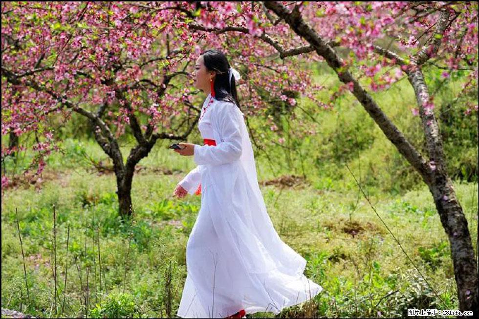 【春天，广西桂林灌阳县向您发出邀请！】官庄村有个醉美的桃花园 - 游山玩水 - 三门峡生活社区 - 三门峡28生活网 smx.28life.com