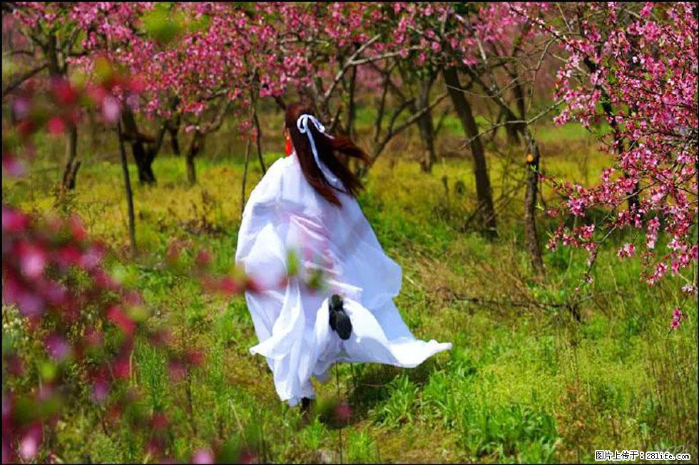 【春天，广西桂林灌阳县向您发出邀请！】官庄村有个醉美的桃花园 - 游山玩水 - 三门峡生活社区 - 三门峡28生活网 smx.28life.com