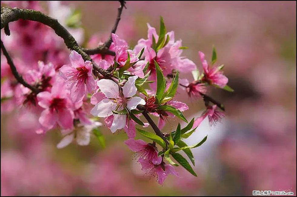 【春天，广西桂林灌阳县向您发出邀请！】官庄村有个醉美的桃花园 - 游山玩水 - 三门峡生活社区 - 三门峡28生活网 smx.28life.com