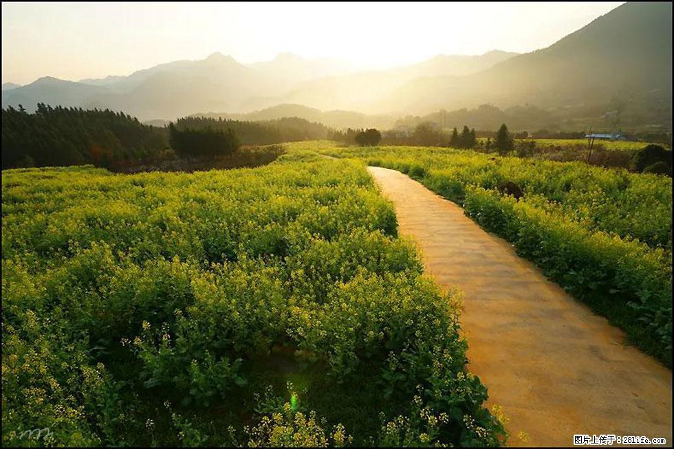 【春天，广西桂林灌阳县向您发出邀请！】长坪村油菜盛情花开 - 游山玩水 - 三门峡生活社区 - 三门峡28生活网 smx.28life.com