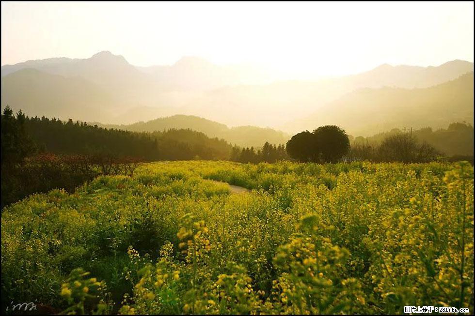 【春天，广西桂林灌阳县向您发出邀请！】长坪村油菜盛情花开 - 游山玩水 - 三门峡生活社区 - 三门峡28生活网 smx.28life.com