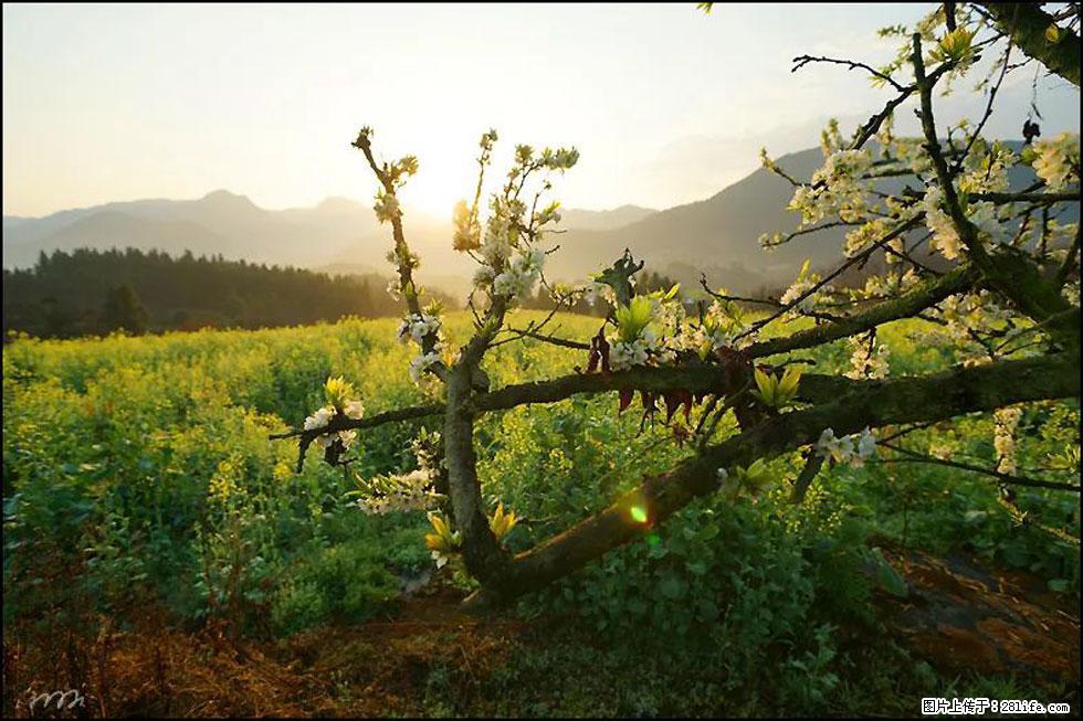 【春天，广西桂林灌阳县向您发出邀请！】长坪村油菜盛情花开 - 游山玩水 - 三门峡生活社区 - 三门峡28生活网 smx.28life.com