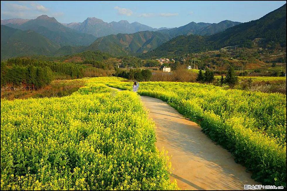 【春天，广西桂林灌阳县向您发出邀请！】长坪村油菜盛情花开 - 游山玩水 - 三门峡生活社区 - 三门峡28生活网 smx.28life.com