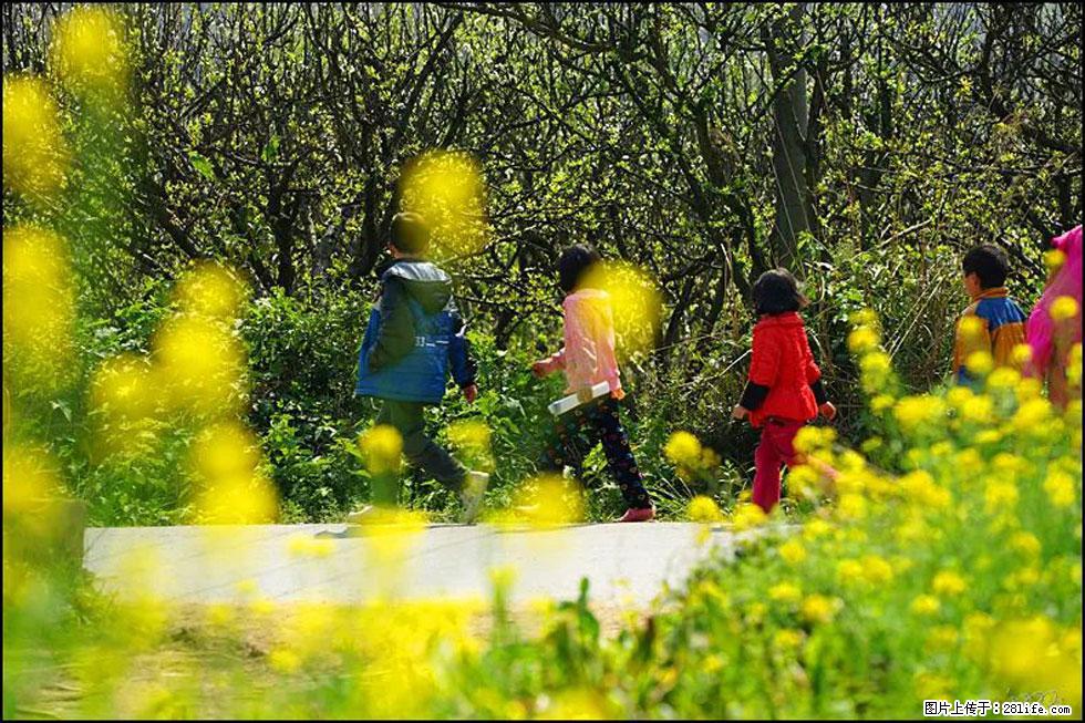 【春天，广西桂林灌阳县向您发出邀请！】长坪村油菜盛情花开 - 游山玩水 - 三门峡生活社区 - 三门峡28生活网 smx.28life.com