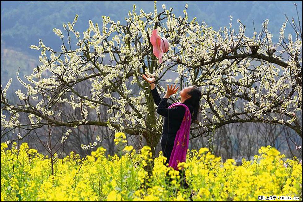 【春天，广西桂林灌阳县向您发出邀请！】长坪村油菜盛情花开 - 游山玩水 - 三门峡生活社区 - 三门峡28生活网 smx.28life.com