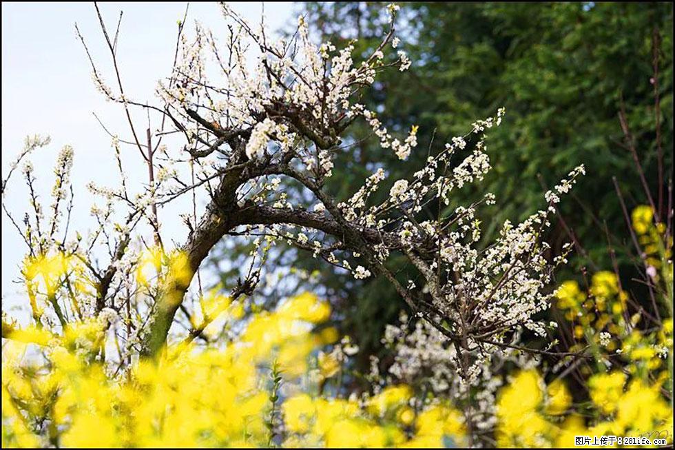 【春天，广西桂林灌阳县向您发出邀请！】长坪村油菜盛情花开 - 游山玩水 - 三门峡生活社区 - 三门峡28生活网 smx.28life.com