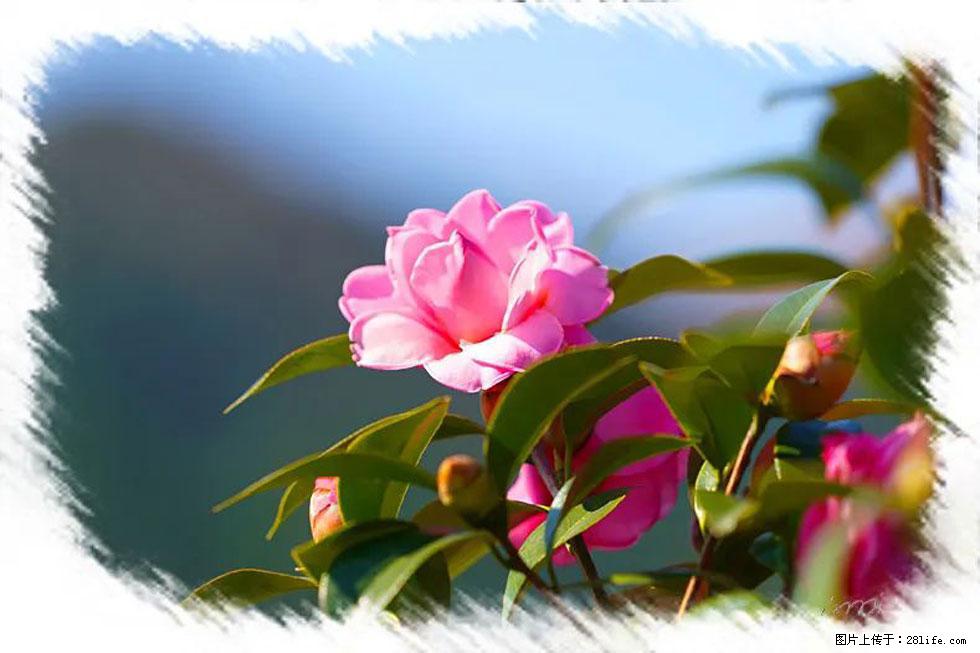 【春天,广西桂林灌阳县向您发出邀请!】杨柳井茶花惹人爱 - 游山玩水 - 三门峡生活社区 - 三门峡28生活网 smx.28life.com