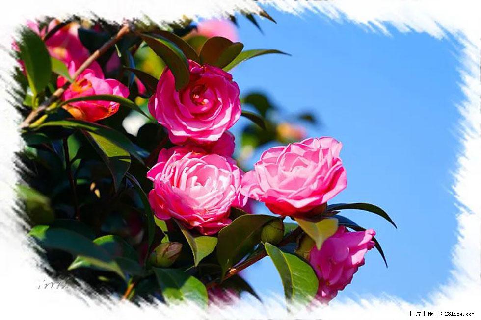 【春天,广西桂林灌阳县向您发出邀请!】杨柳井茶花惹人爱 - 游山玩水 - 三门峡生活社区 - 三门峡28生活网 smx.28life.com