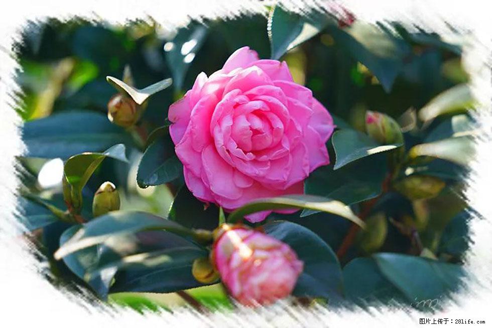 【春天,广西桂林灌阳县向您发出邀请!】杨柳井茶花惹人爱 - 游山玩水 - 三门峡生活社区 - 三门峡28生活网 smx.28life.com