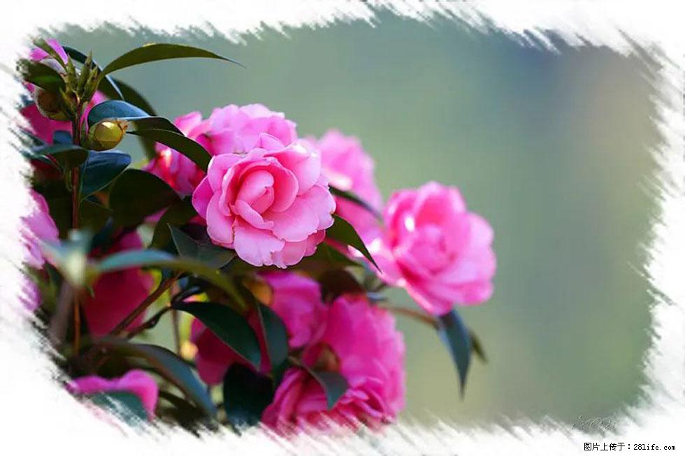 【春天,广西桂林灌阳县向您发出邀请!】杨柳井茶花惹人爱 - 游山玩水 - 三门峡生活社区 - 三门峡28生活网 smx.28life.com