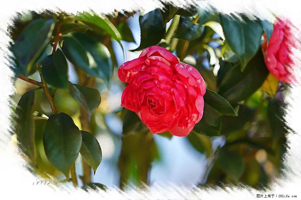 【春天,广西桂林灌阳县向您发出邀请!】杨柳井茶花惹人爱 - 游山玩水 - 三门峡生活社区 - 三门峡28生活网 smx.28life.com