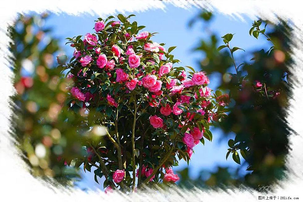 【春天,广西桂林灌阳县向您发出邀请!】杨柳井茶花惹人爱 - 游山玩水 - 三门峡生活社区 - 三门峡28生活网 smx.28life.com