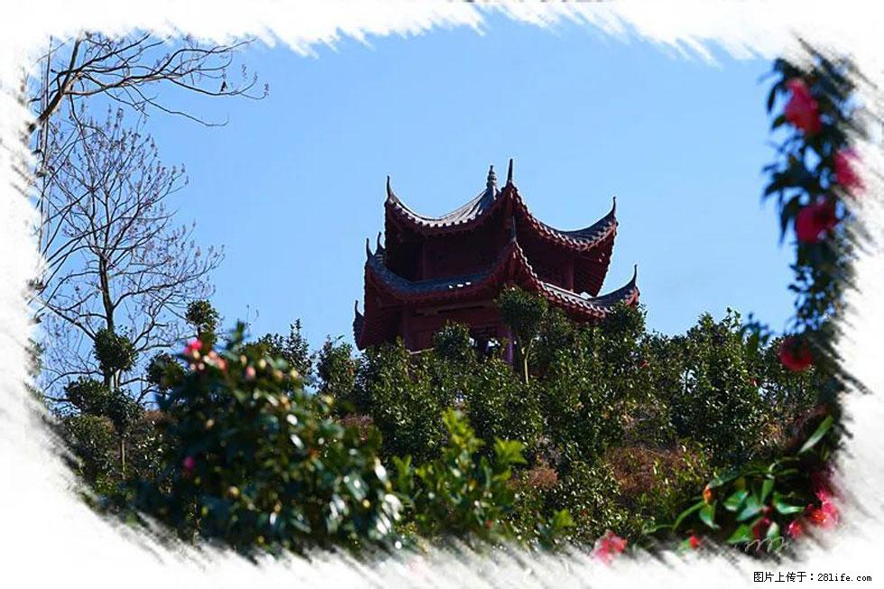 【春天,广西桂林灌阳县向您发出邀请!】杨柳井茶花惹人爱 - 游山玩水 - 三门峡生活社区 - 三门峡28生活网 smx.28life.com