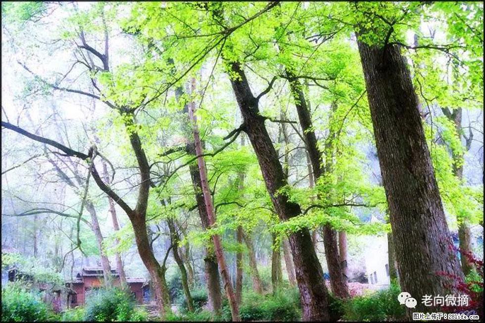 【春天，广西桂林灌阳县向您发出邀请！】在小龙村与春天约会 - 游山玩水 - 三门峡生活社区 - 三门峡28生活网 smx.28life.com