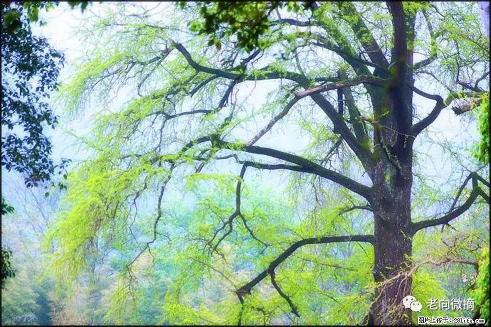 【春天，广西桂林灌阳县向您发出邀请！】在小龙村与春天约会 - 游山玩水 - 三门峡生活社区 - 三门峡28生活网 smx.28life.com