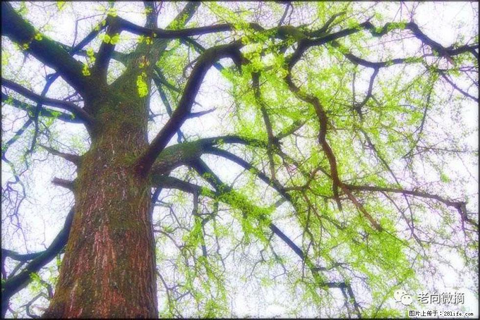 【春天，广西桂林灌阳县向您发出邀请！】在小龙村与春天约会 - 游山玩水 - 三门峡生活社区 - 三门峡28生活网 smx.28life.com