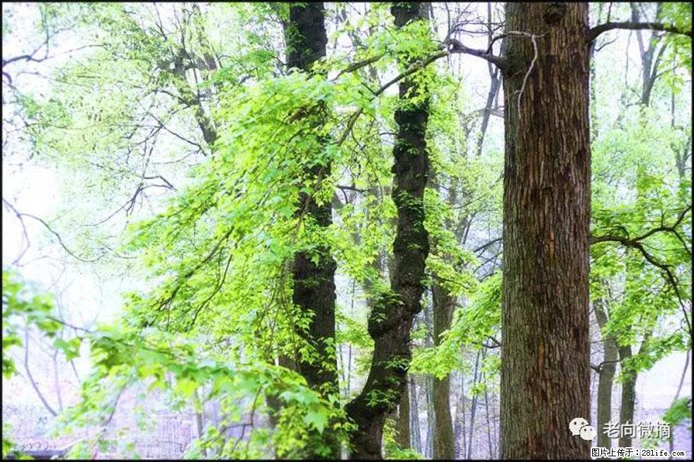 【春天，广西桂林灌阳县向您发出邀请！】在小龙村与春天约会 - 游山玩水 - 三门峡生活社区 - 三门峡28生活网 smx.28life.com