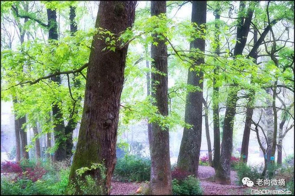 【春天，广西桂林灌阳县向您发出邀请！】在小龙村与春天约会 - 游山玩水 - 三门峡生活社区 - 三门峡28生活网 smx.28life.com