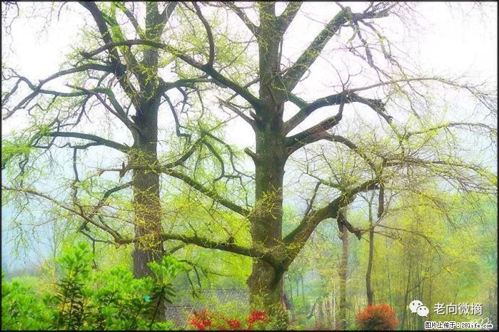 【春天，广西桂林灌阳县向您发出邀请！】在小龙村与春天约会 - 游山玩水 - 三门峡生活社区 - 三门峡28生活网 smx.28life.com