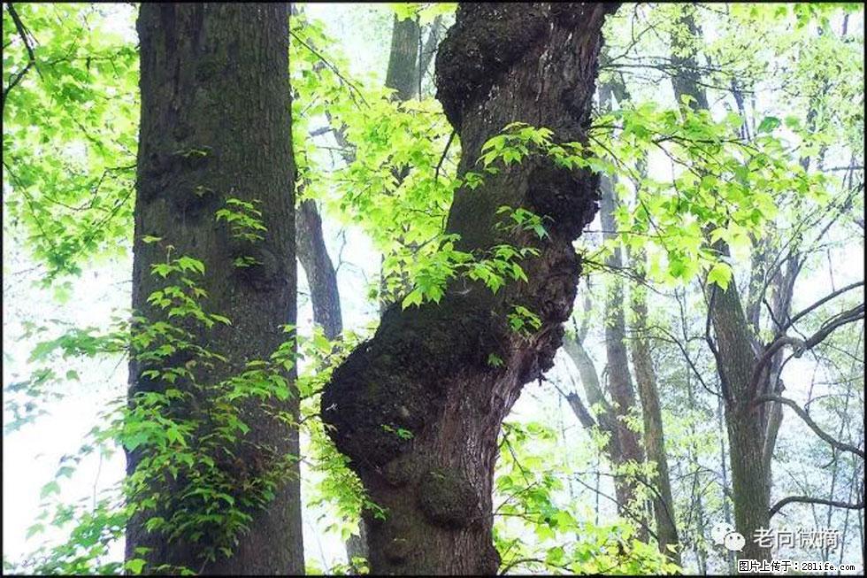 【春天，广西桂林灌阳县向您发出邀请！】在小龙村与春天约会 - 游山玩水 - 三门峡生活社区 - 三门峡28生活网 smx.28life.com