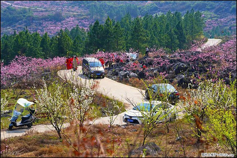 【春天，广西桂林灌阳县向您发出邀请！】望月岭上桃花开 - 游山玩水 - 三门峡生活社区 - 三门峡28生活网 smx.28life.com