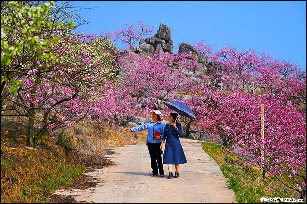 【春天，广西桂林灌阳县向您发出邀请！】望月岭上桃花开 - 游山玩水 - 三门峡生活社区 - 三门峡28生活网 smx.28life.com