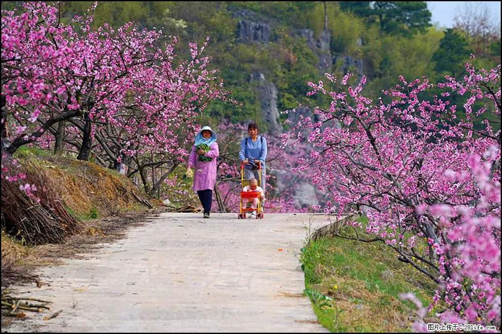 【春天，广西桂林灌阳县向您发出邀请！】望月岭上桃花开 - 游山玩水 - 三门峡生活社区 - 三门峡28生活网 smx.28life.com