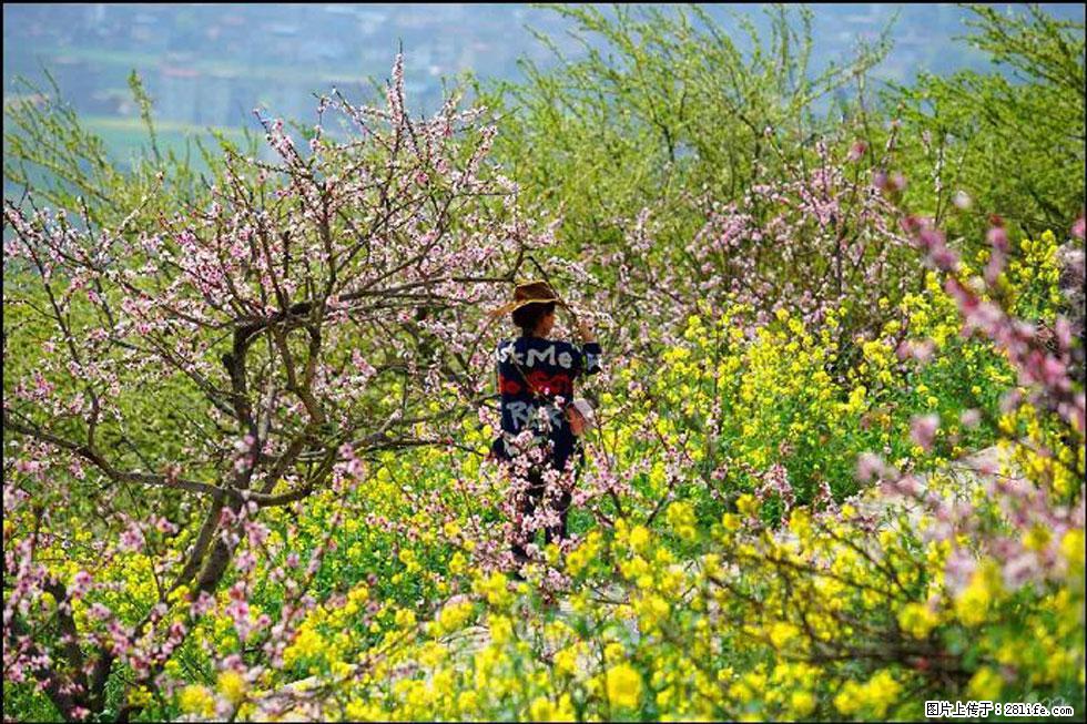【春天，广西桂林灌阳县向您发出邀请！】望月岭上桃花开 - 游山玩水 - 三门峡生活社区 - 三门峡28生活网 smx.28life.com