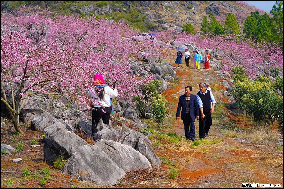 【春天，广西桂林灌阳县向您发出邀请！】望月岭上桃花开 - 游山玩水 - 三门峡生活社区 - 三门峡28生活网 smx.28life.com