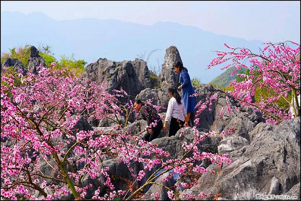 【春天，广西桂林灌阳县向您发出邀请！】望月岭上桃花开 - 游山玩水 - 三门峡生活社区 - 三门峡28生活网 smx.28life.com